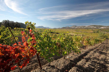 Vinogradi