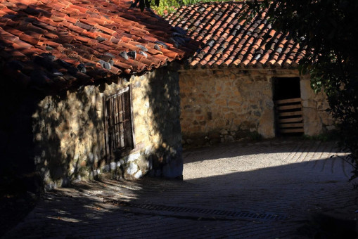 Vasica