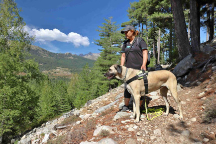 Gorata in gozdnata notranjost otoka