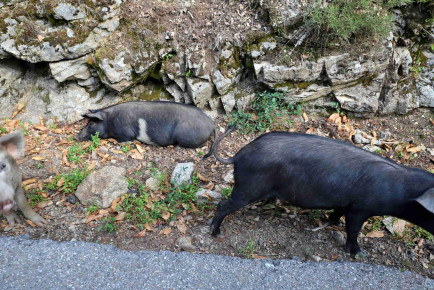 Na Korziki so prisotni že več tisočletij