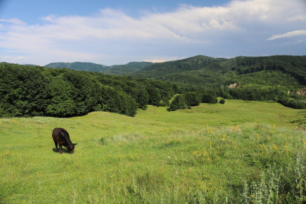 Bližnjica